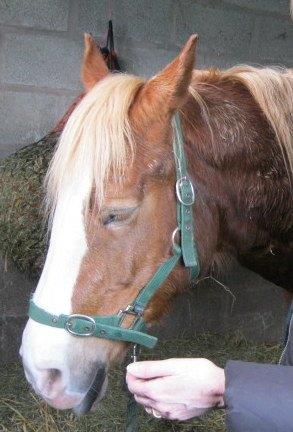 Christine putting a horse into a deep healing sleep.