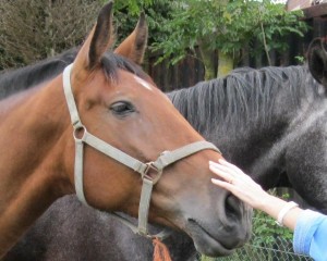 Christine healing a horse